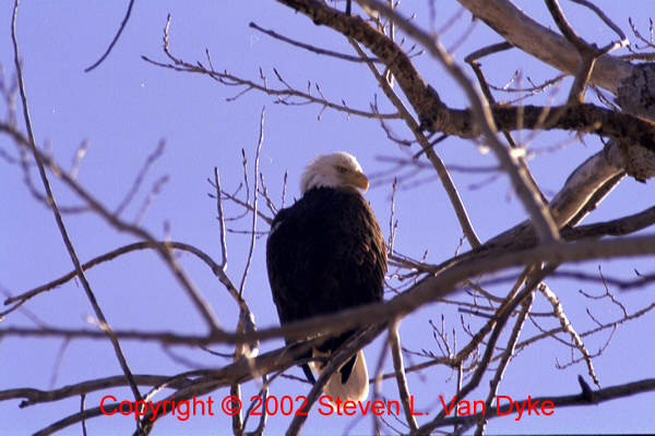 Copyright � 2002 by Steven L. Van Dyke