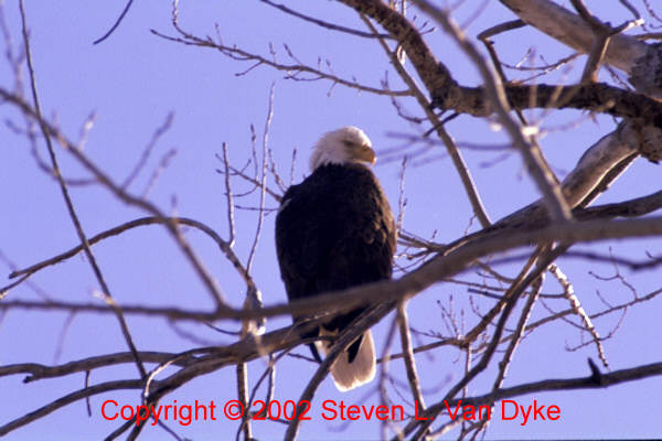 Copyright � 2002 by Steven L. Van Dyke