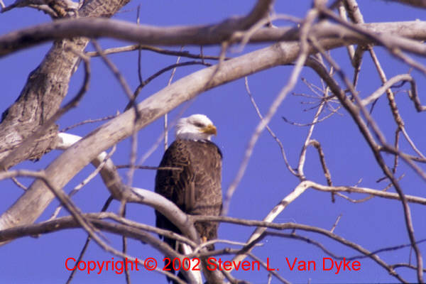 Copyright � 2002 by Steven L. Van Dyke