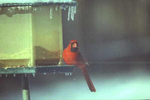 Copyright � 2001 by Steven L. Van Dyke