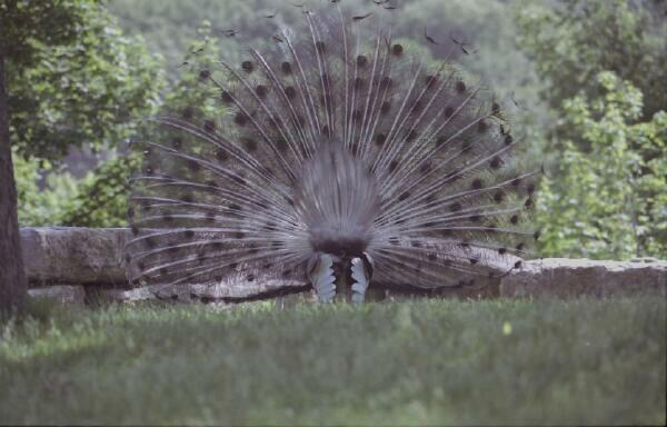 Copyright � 2001 by Steven L. Van Dyke