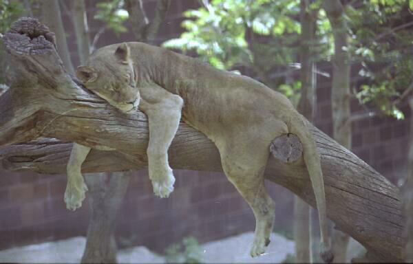 Copyright � 2001 by Steven L. Van Dyke