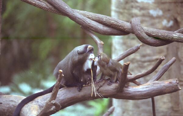 Copyright � 2001 by Steven L. Van Dyke