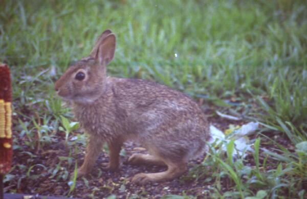 Copyright � 2001 by Steven L. Van Dyke