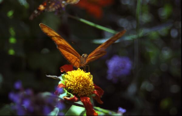 Copyright � 2001 by Steven L. Van Dyke