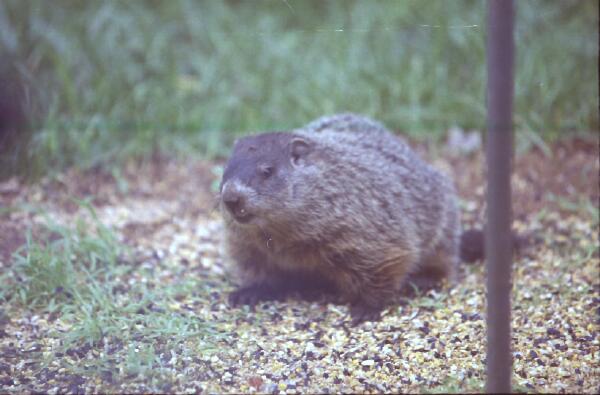 Copyright � 2001 by Steven L. Van Dyke