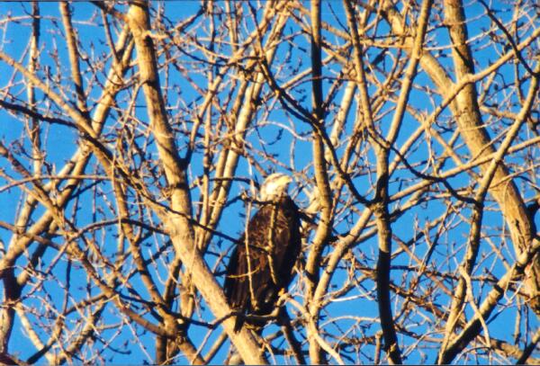 Copyright � 2001 by Steven L. Van Dyke