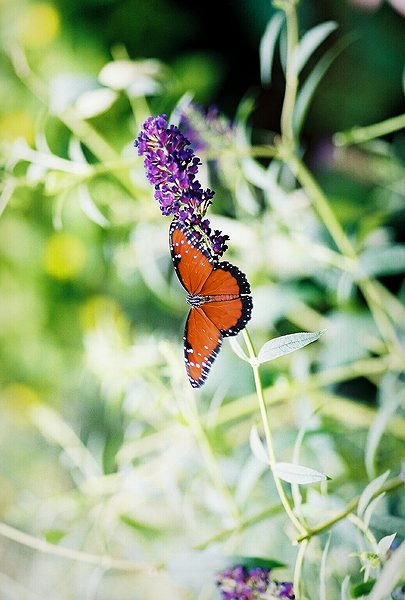 Copyright � 2002 by Steven L. Van Dyke