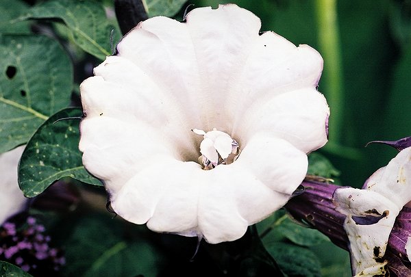 Copyright  2002 by Steven L. Van Dyke
