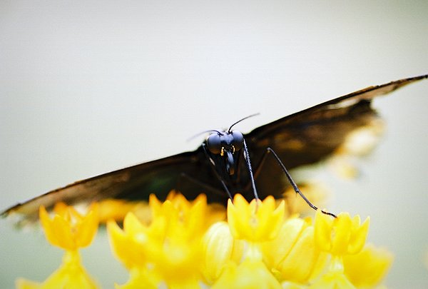 Copyright � 2002 by Steven L. Van Dyke