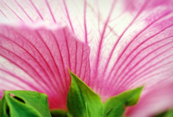 Copyright � 2002 by Steven L. Van Dyke