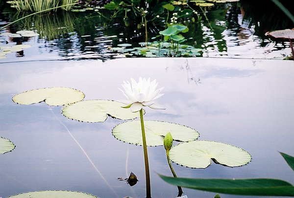 Copyright � 2002 by Steven L. Van Dyke