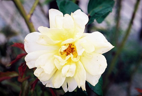 Copyright  2002 by Steven L. Van Dyke
