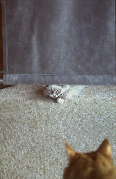 Copyright � 2002 by Steven L. Van Dyke