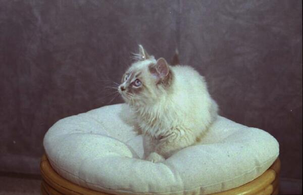 Copyright � 2002 by Steven L. Van Dyke