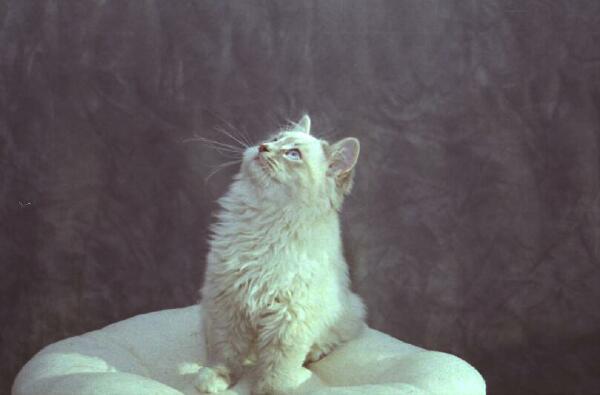 Copyright � 2002 by Steven L. Van Dyke