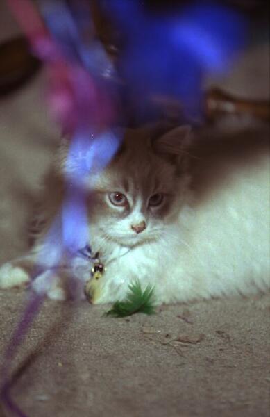 Copyright � 2002 by Steven L. Van Dyke