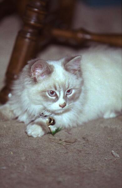 Copyright � 2002 by Steven L. Van Dyke