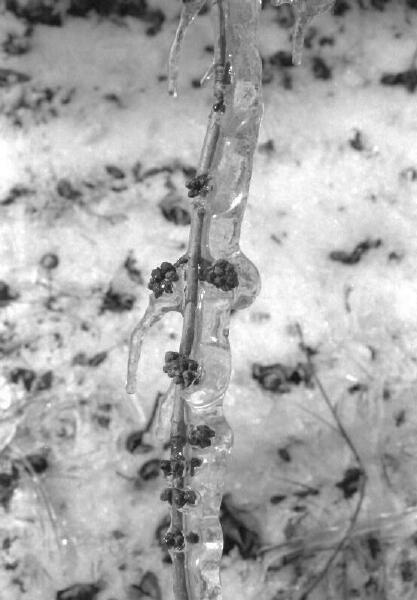 Copyright � 2002 by Steven L. Van Dyke